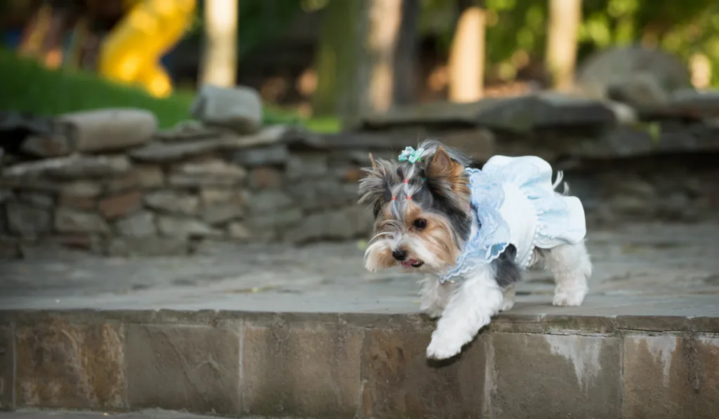 Dog in a wedding dress
