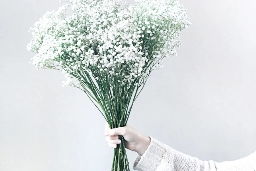 Baby’s Breath bouquet on white background