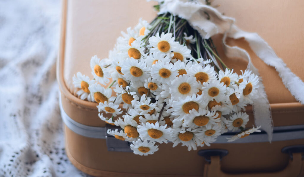 White daisies bouquet on top of a yellow vintage suitcase
