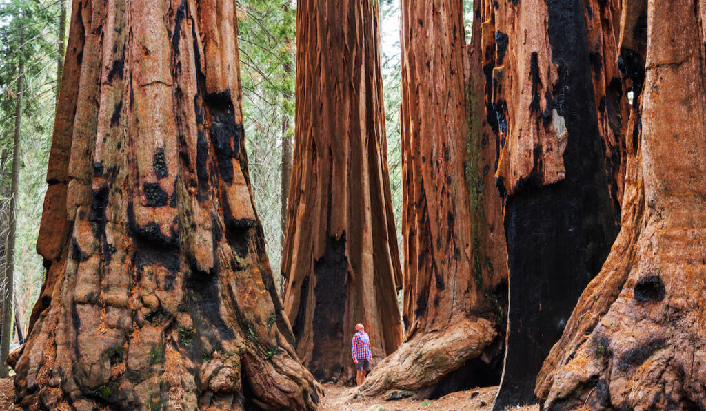 sequoia national park 