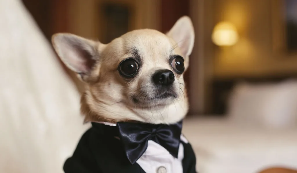 A chihuahua dog in a tuxedo at a wedding.
