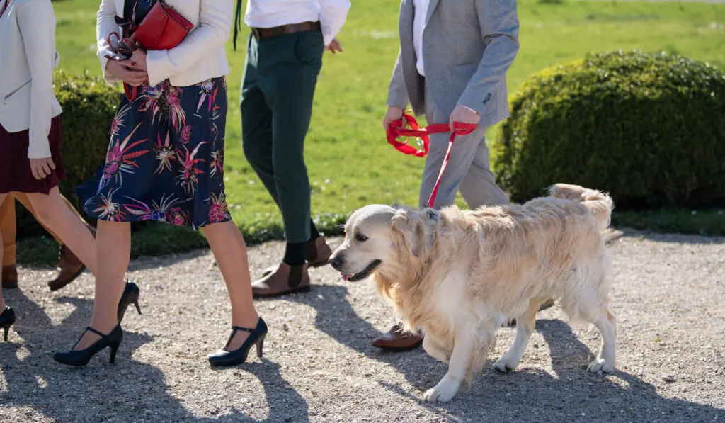 A groom walking with a labrador on a leash in the garden reception