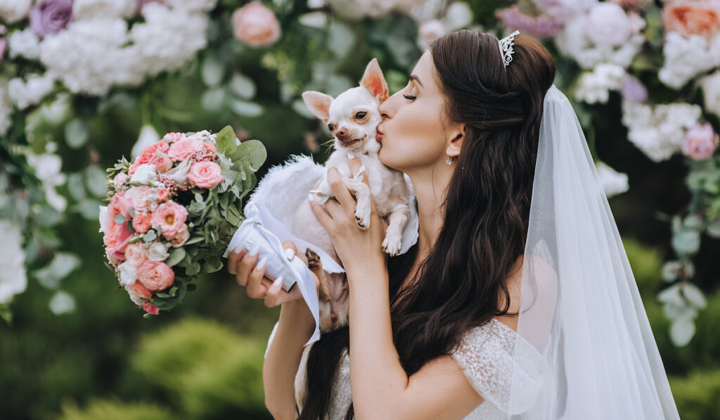 Beautiful bride in white wedding dress holds her beloved Chihuahua dog in her arms and kisses her.  
