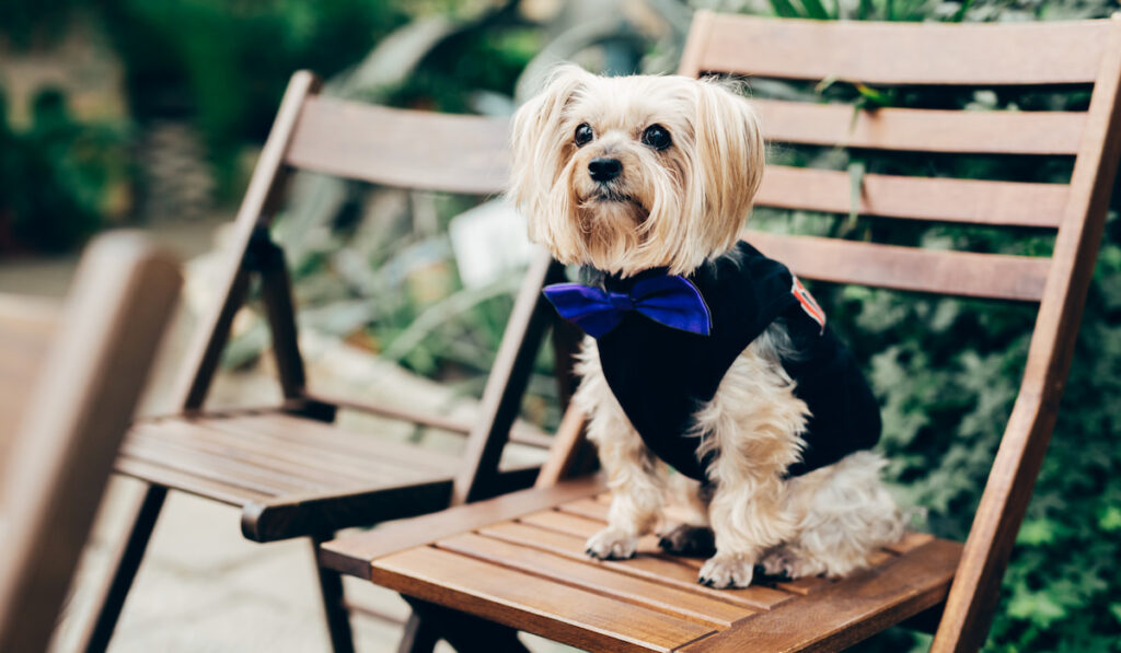 Beautiful dog in festive clothes with bow tie, sits on wooden chair, waits for wedding ceremony
