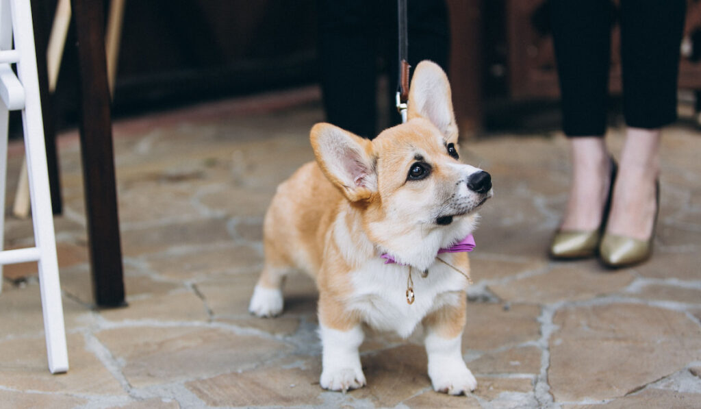 Corgi dog with wedding rings attached to a collar
