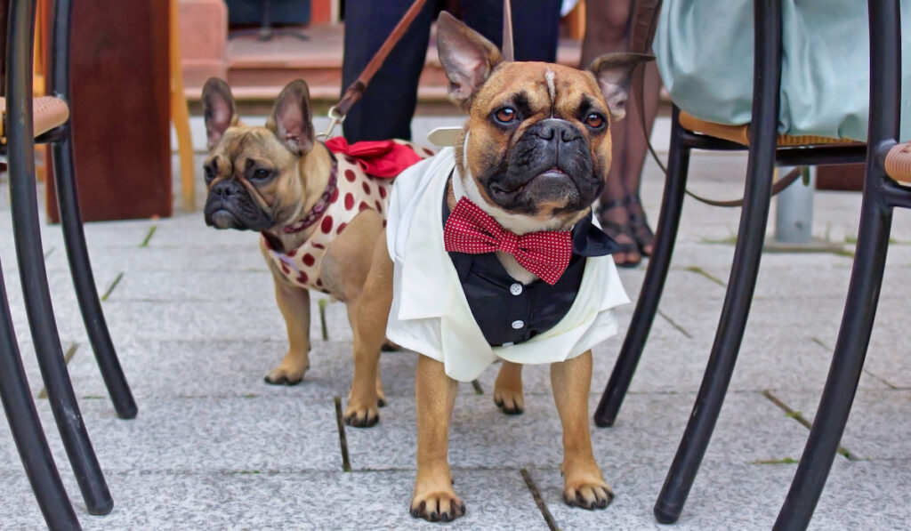 French Bulldog wearing elegant white tuxedo with red bow tie standing between chairs at wedding reception