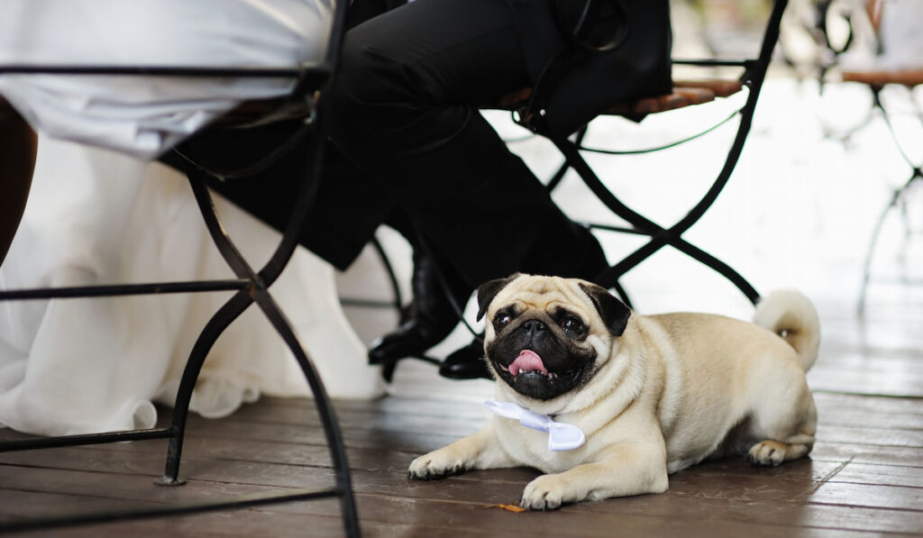Funny dog with a bow at wedding
