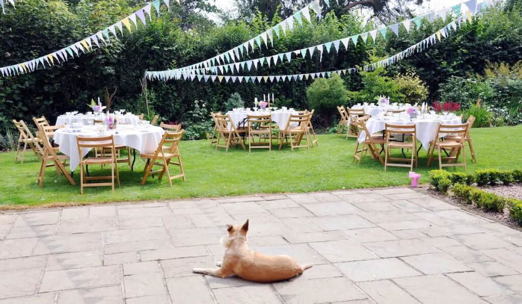 Lovely dog resting outdoor in a wedding venue