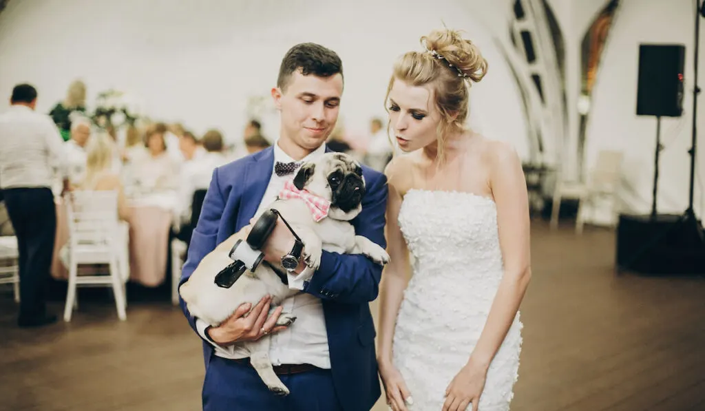 Stylish bride and groom hugging and having fun with pug dog in bow tie at wedding reception
