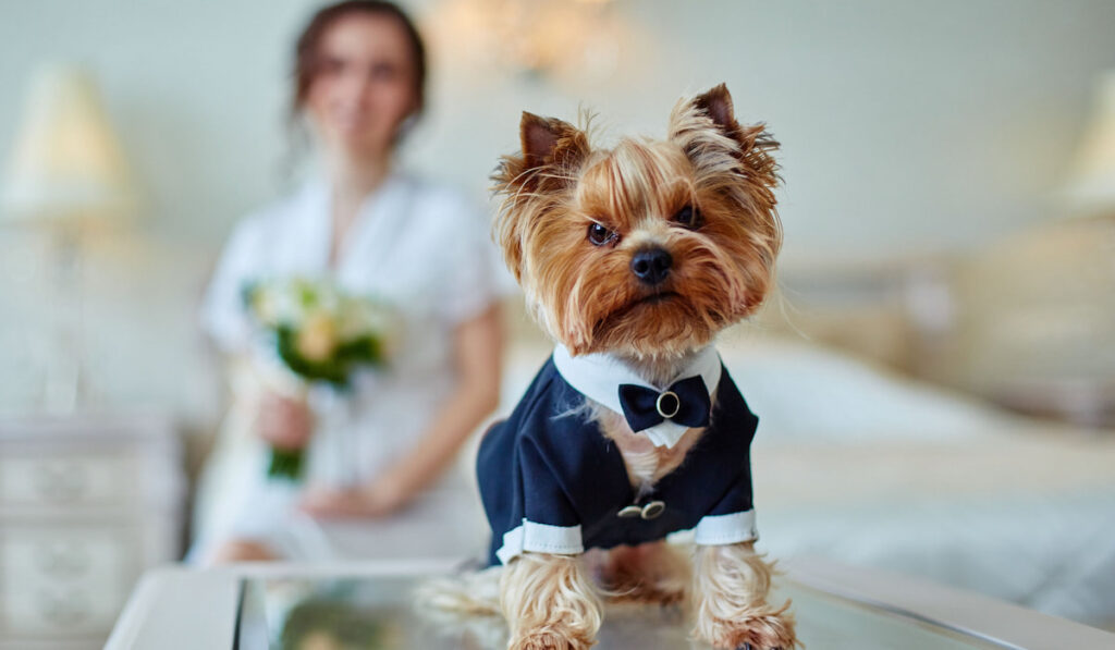 Terrier dressed as a groom in the bedroom of the bride at the hotel
