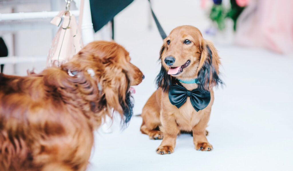 Two dogs in a suit at a wedding.