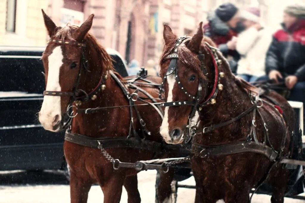 horses in sleigh ride in winter snowy