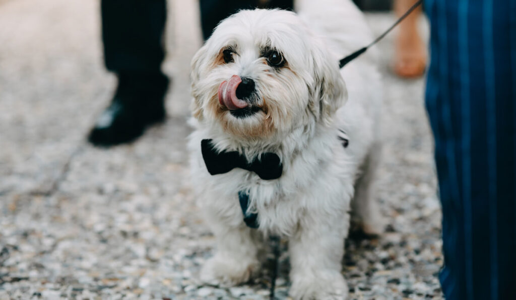 photo of a dog in the street wearing a bow tie on a wedding reception