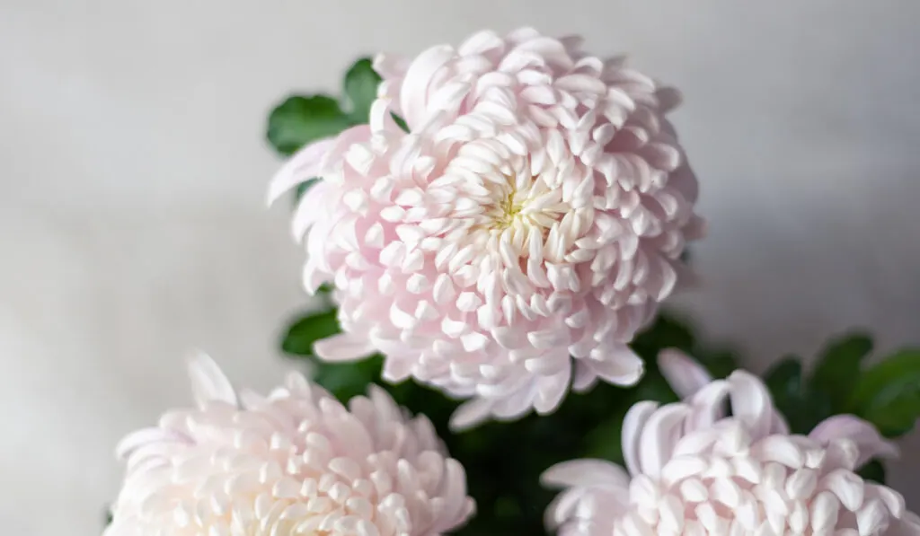 A bouquet of huge light pink chrysanthemum flowers on gray background