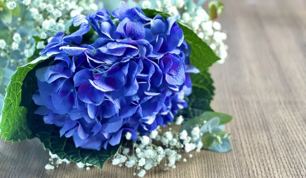 Beautiful bouquet with veri peri colored violet hydrangea at wooden table for wedding celebration