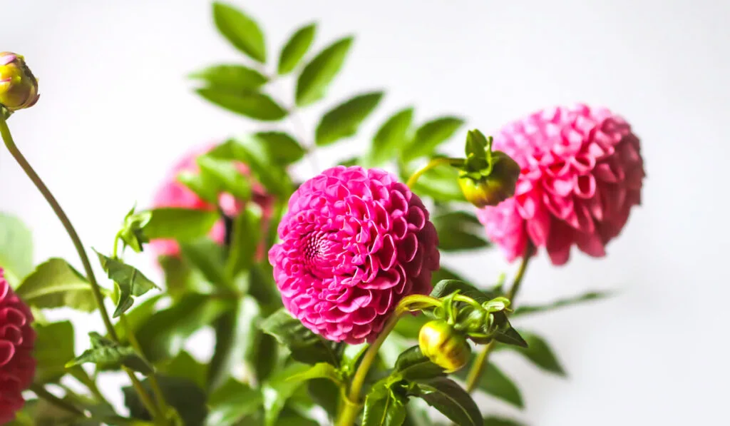 Beautiful pink dahlia flower