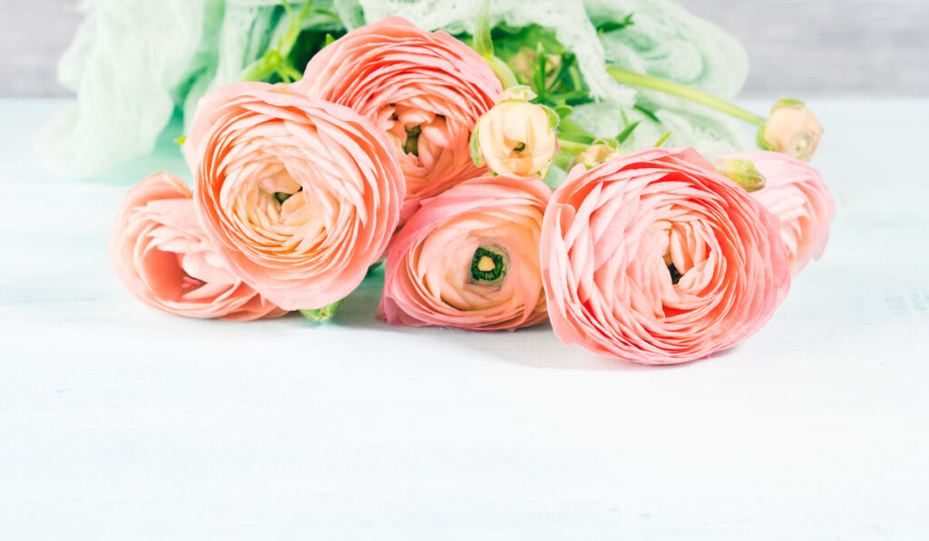 Beautiful pink ranunculus bouquet on white background