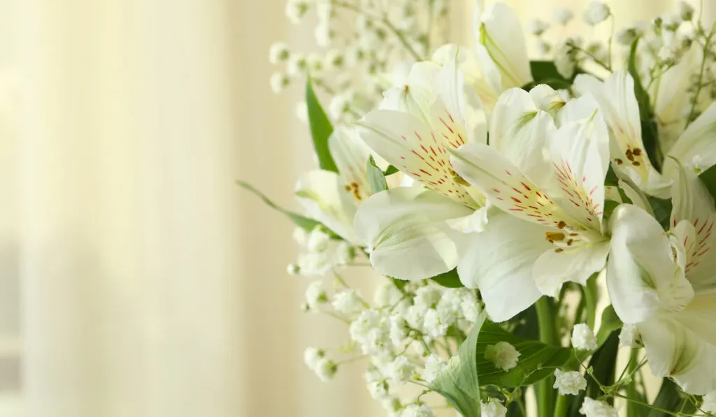 Beautiful white Alstroemeria and gypsophila flowers 