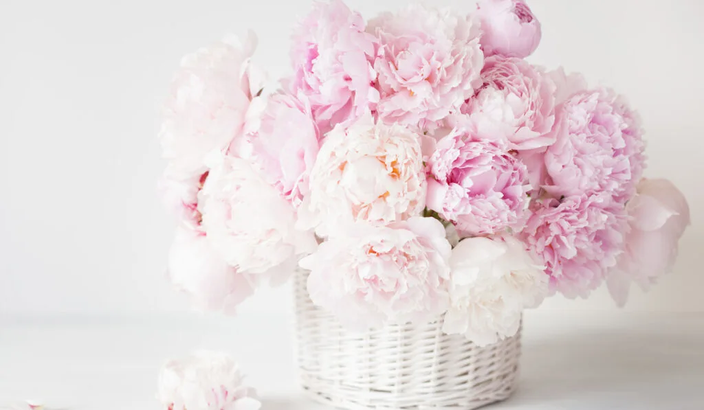Beautiful white and pink peonies flowers bouquet in a vase on white background