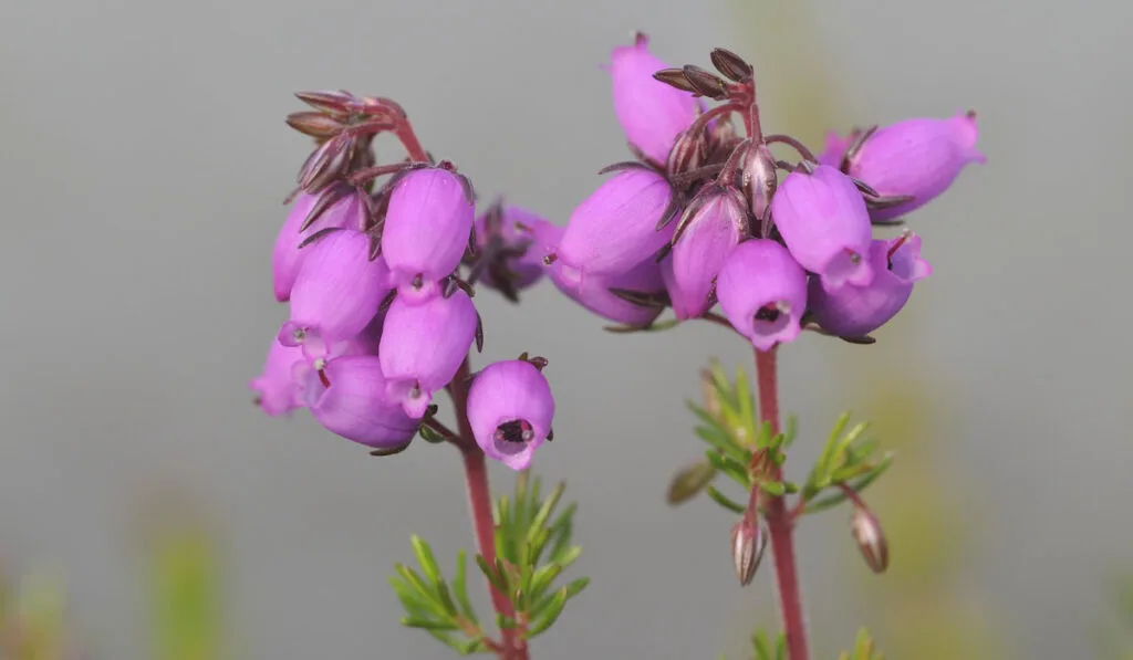 Bell heather or erica cinerea flowers against blurry background