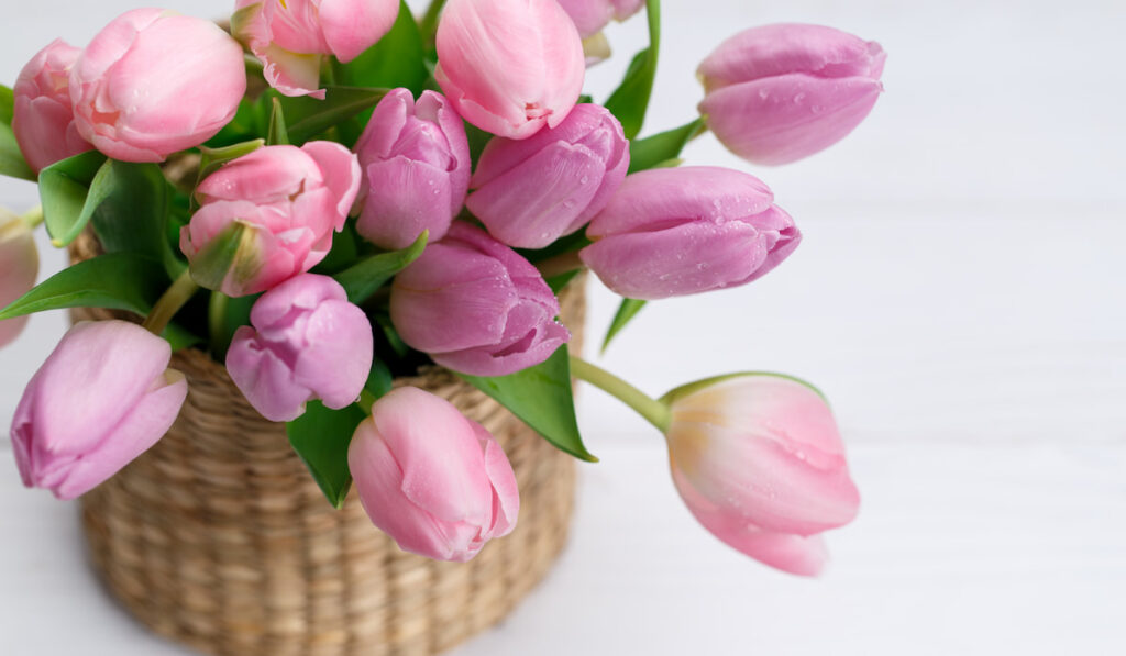 Bouquet of pink tulips in a wicker basket on light gray background