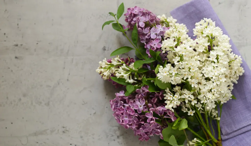Bouquet of white and purple lilac spring flowers on light color stone background