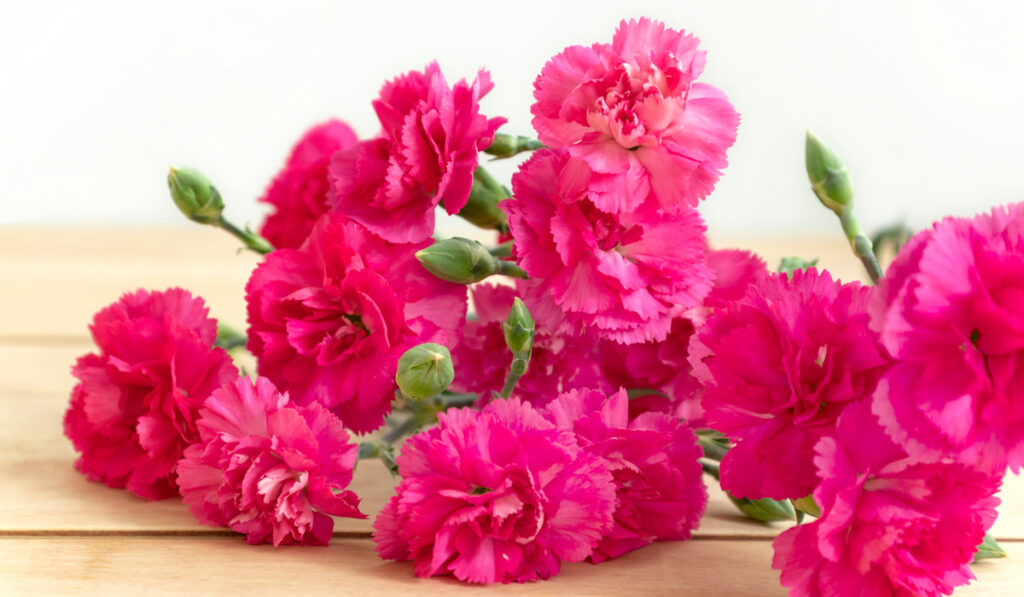 Bunch of pink carnation flowers on the table