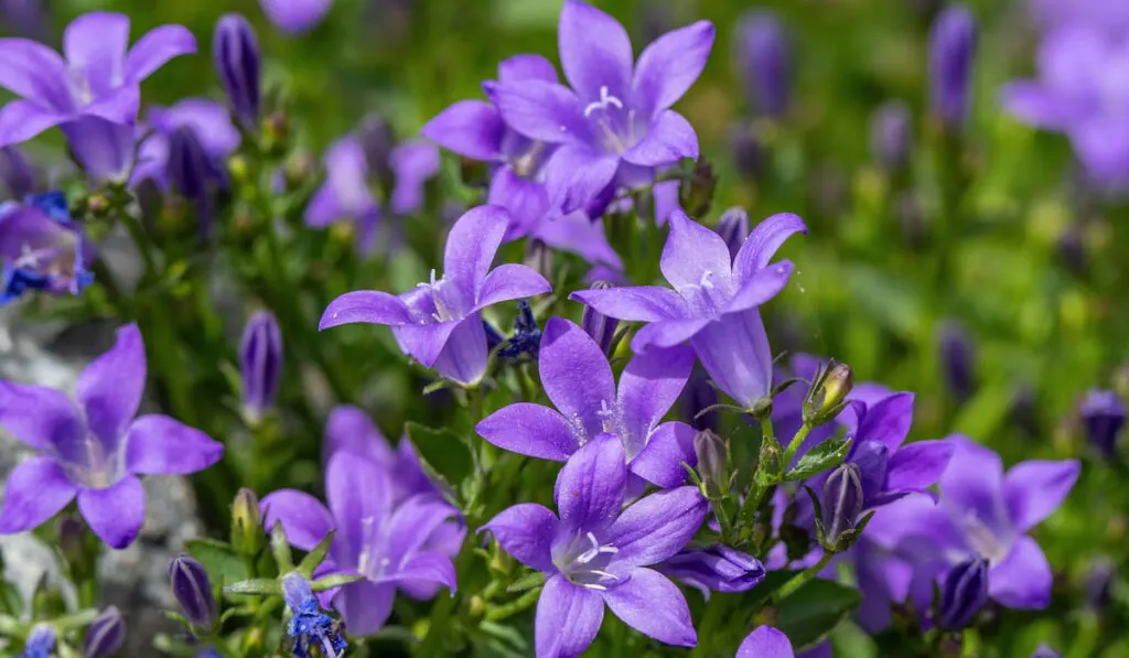 Campanula persicifolia ( purple bellflower ) flowers in summer garden