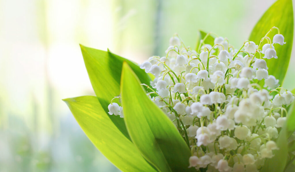 Closeup of Lily of the valley blossoms bouquet in natural light background