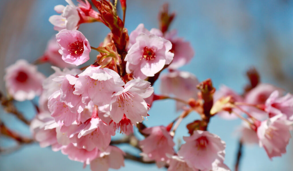 Closeup shot of bloom cherry blossom flowers