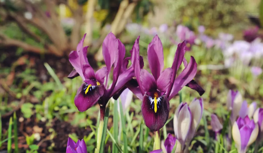 Dwarf purple iris or iris reticulata blooming among the crocuses in UK