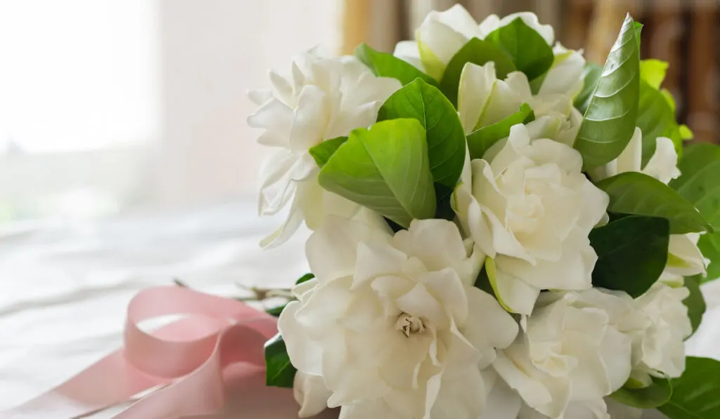 Gardenias bouquet that tie with pink ribbon on the table for wedding celebration