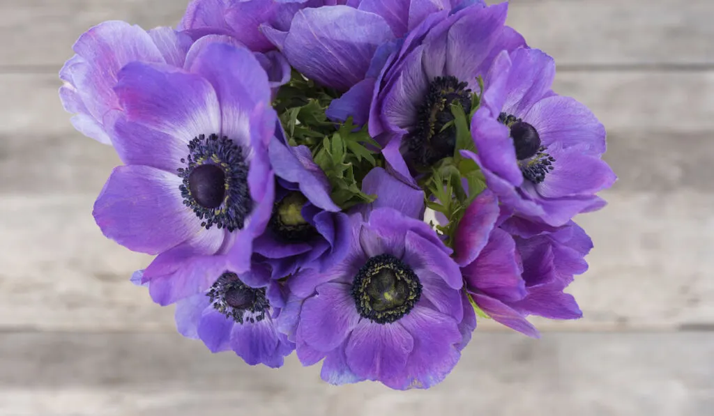 High angle view of purple anemone flowers above wooden background