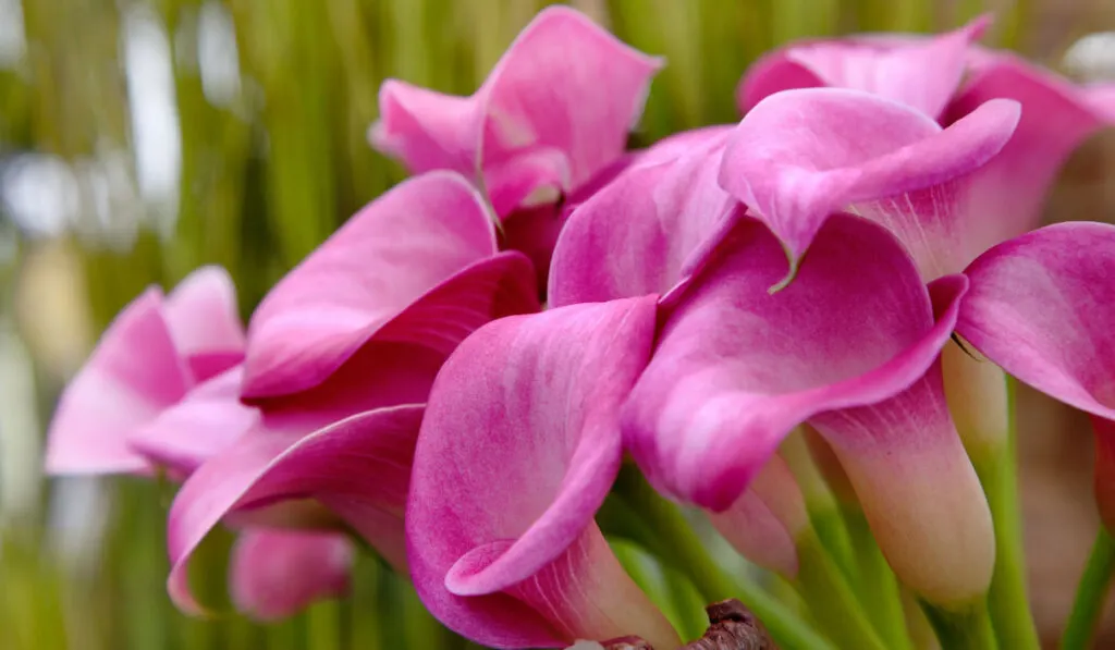 Pink Calla Lily flower
