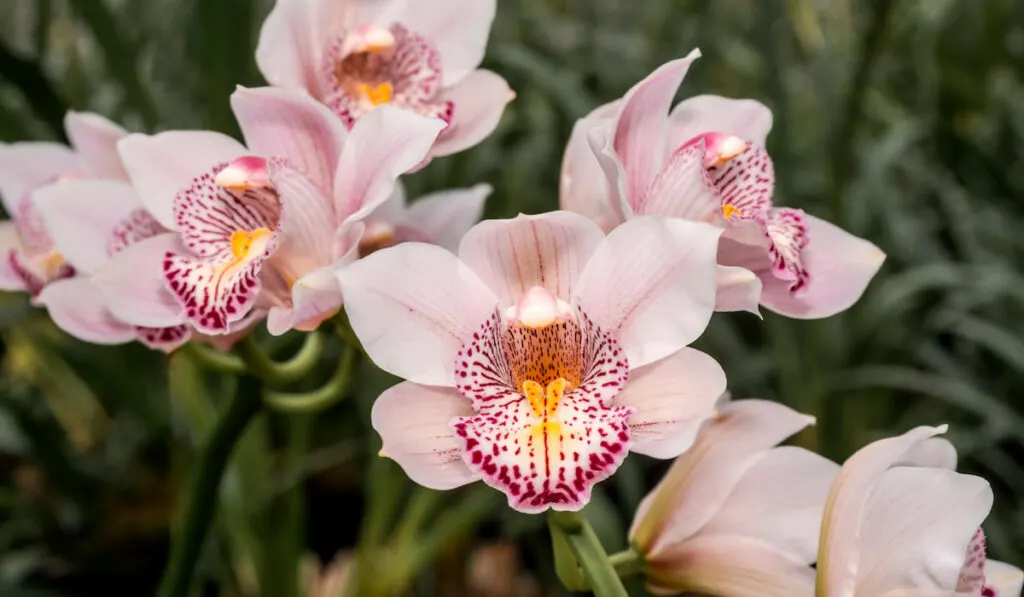 Pink Cymbidium Orchid in greenhouse