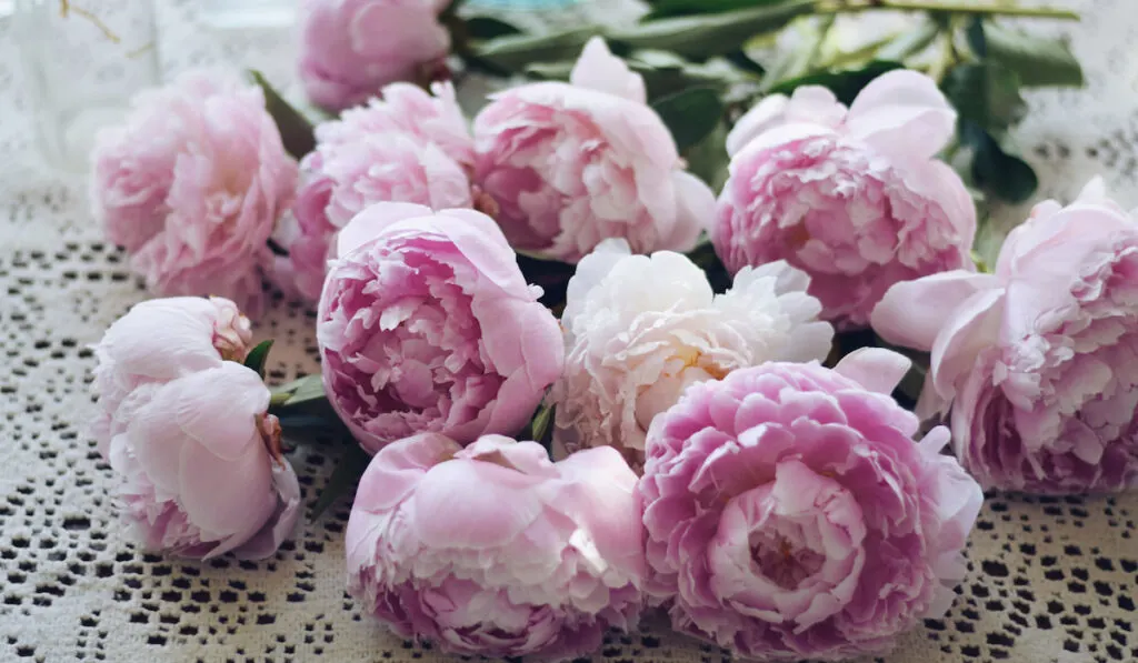 Pink Peonies on the table