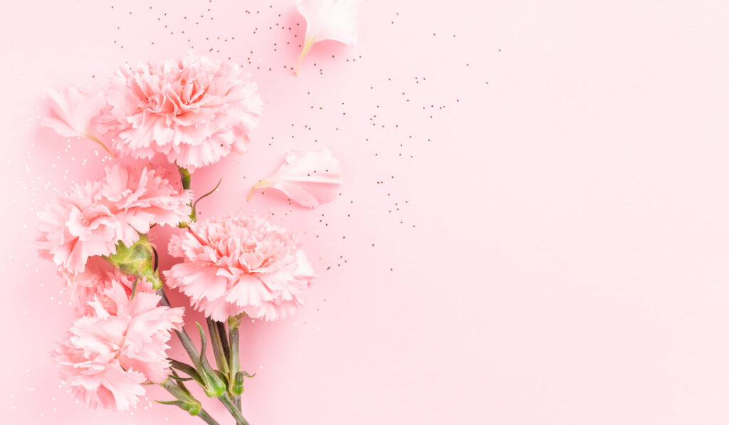 Pink carnations on pink background with confetti