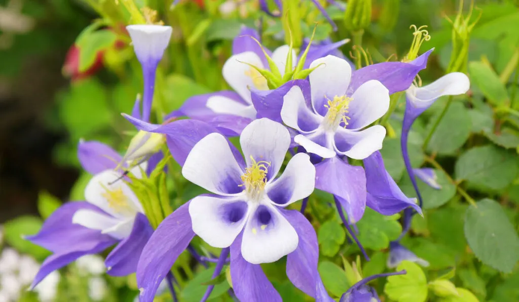 Purple Columbine flowers also known as Aquilegia in the garden
