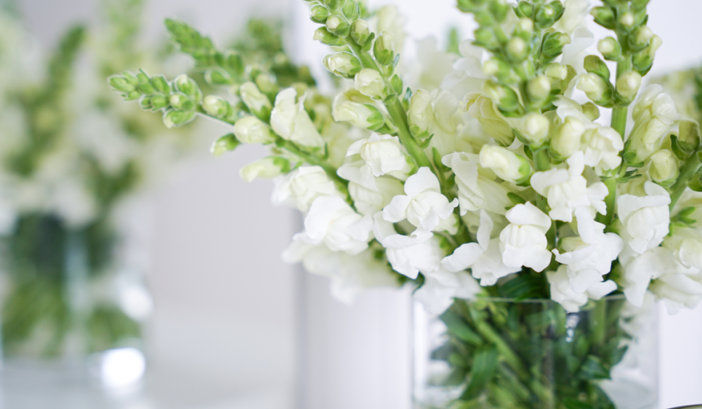 Tender white Snapdragons flowers are on a vase.