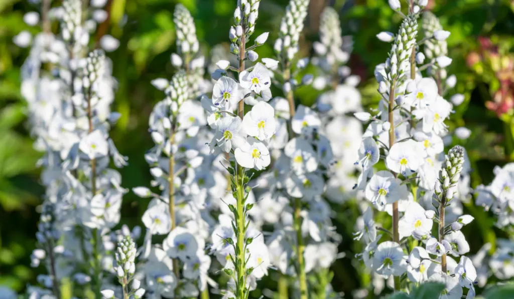 White Veronica in flowers in a garden