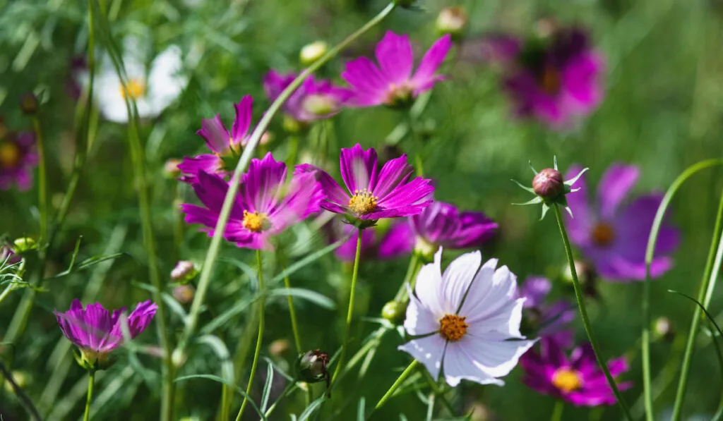 White and purple cosmos flowers