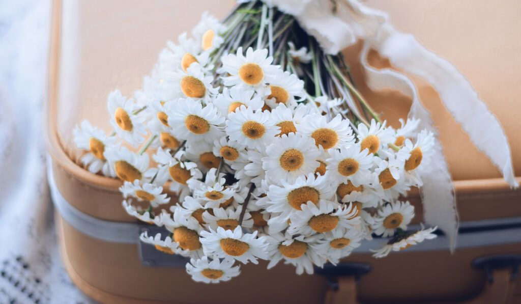 White daisies bouquet on top of a yellow vintage suitcase