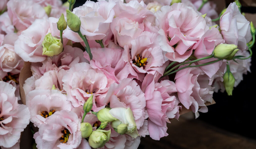 bunches of pink lisianthus flowers at farmers market in Oregon