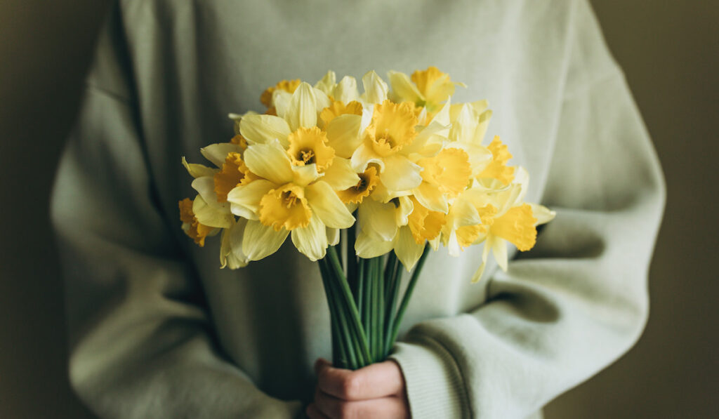 Unrecognizable person holds a bouquet of yellow daffodils