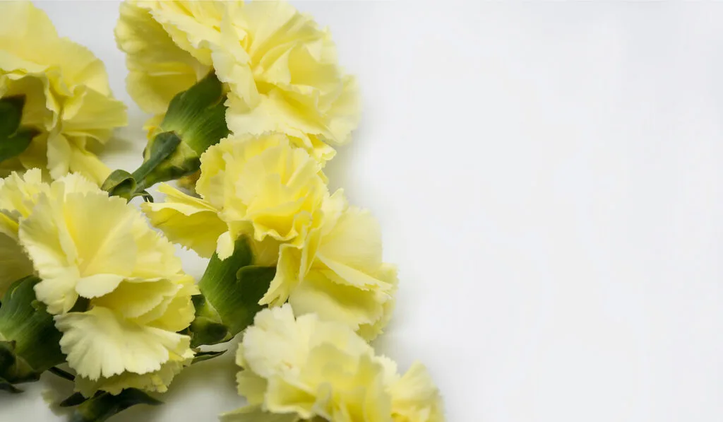 Yellow carnation flowers on white background