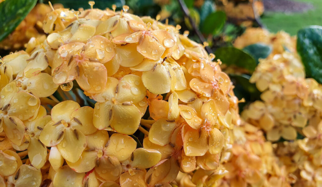 Yellow hydrangea flowers with water droplets