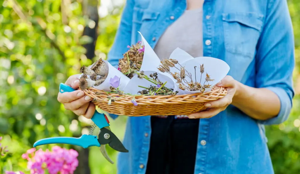Close-up of basket with freshly flower seeds in hands of woman in summer garden