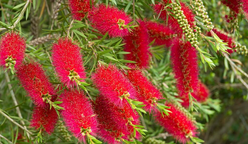 Red Bottle-brushes flower