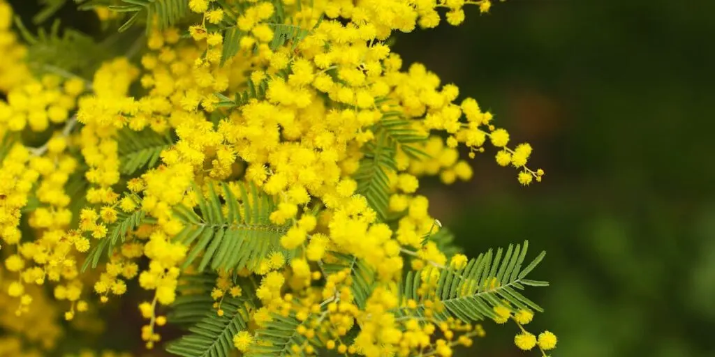 Yellow Wattles Acacia