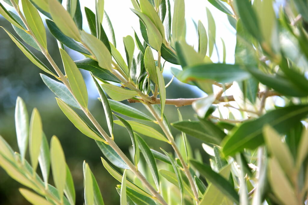olive leaves and branch 